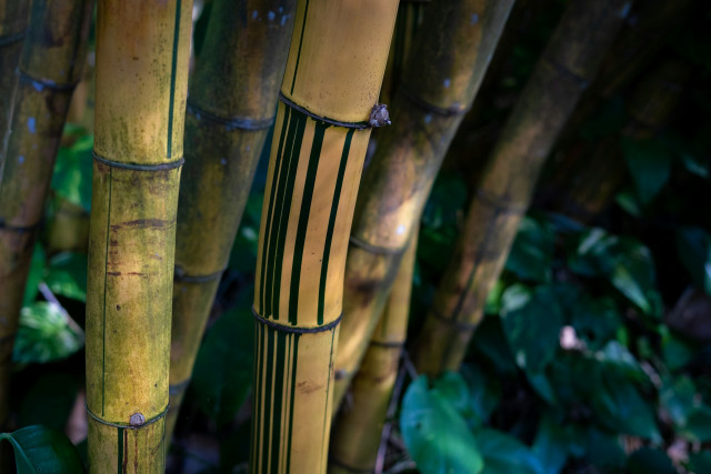 Why Bamboo Crete is perfect for Net-Zero Energy Homes