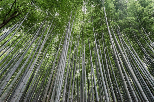 Case Studies: Successful Projects Built with Bamboocrete