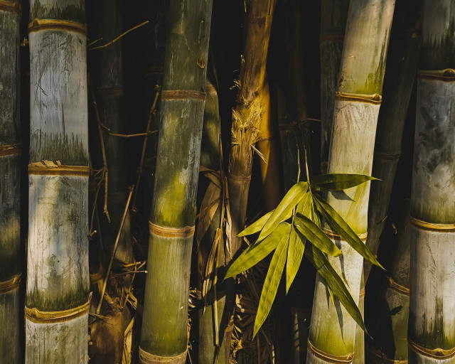 How to Build Earthquake-Resistant Structures with Bamboocrete
