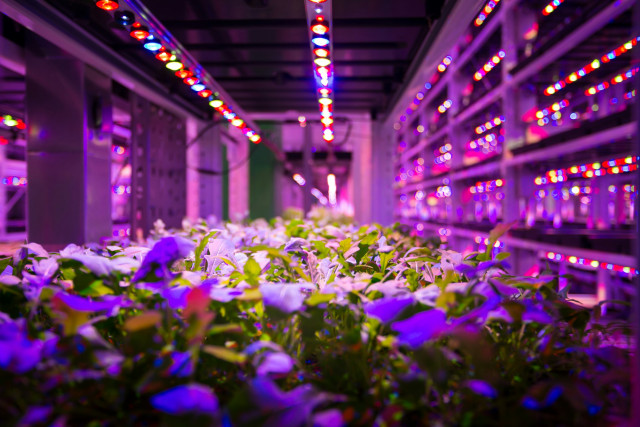 Urban Farming: Growing Food in High-Density Areas