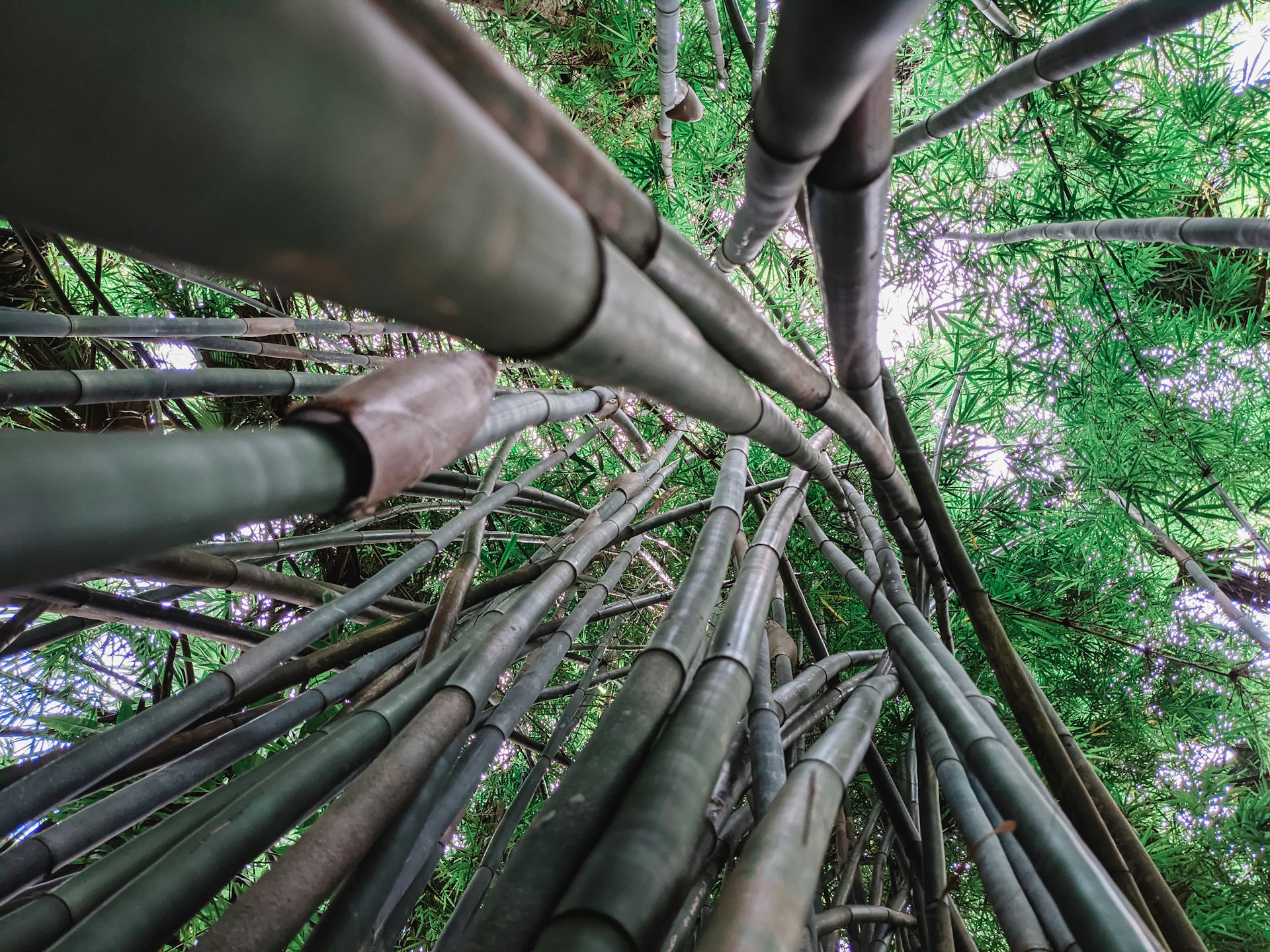steel and bamboo
