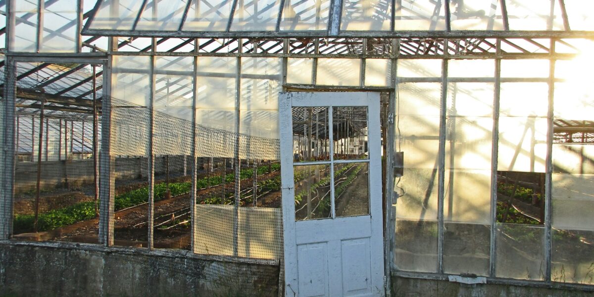 Urban Farming
